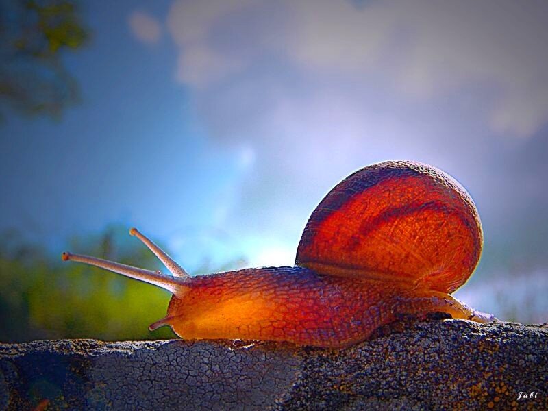 snail in sunlight