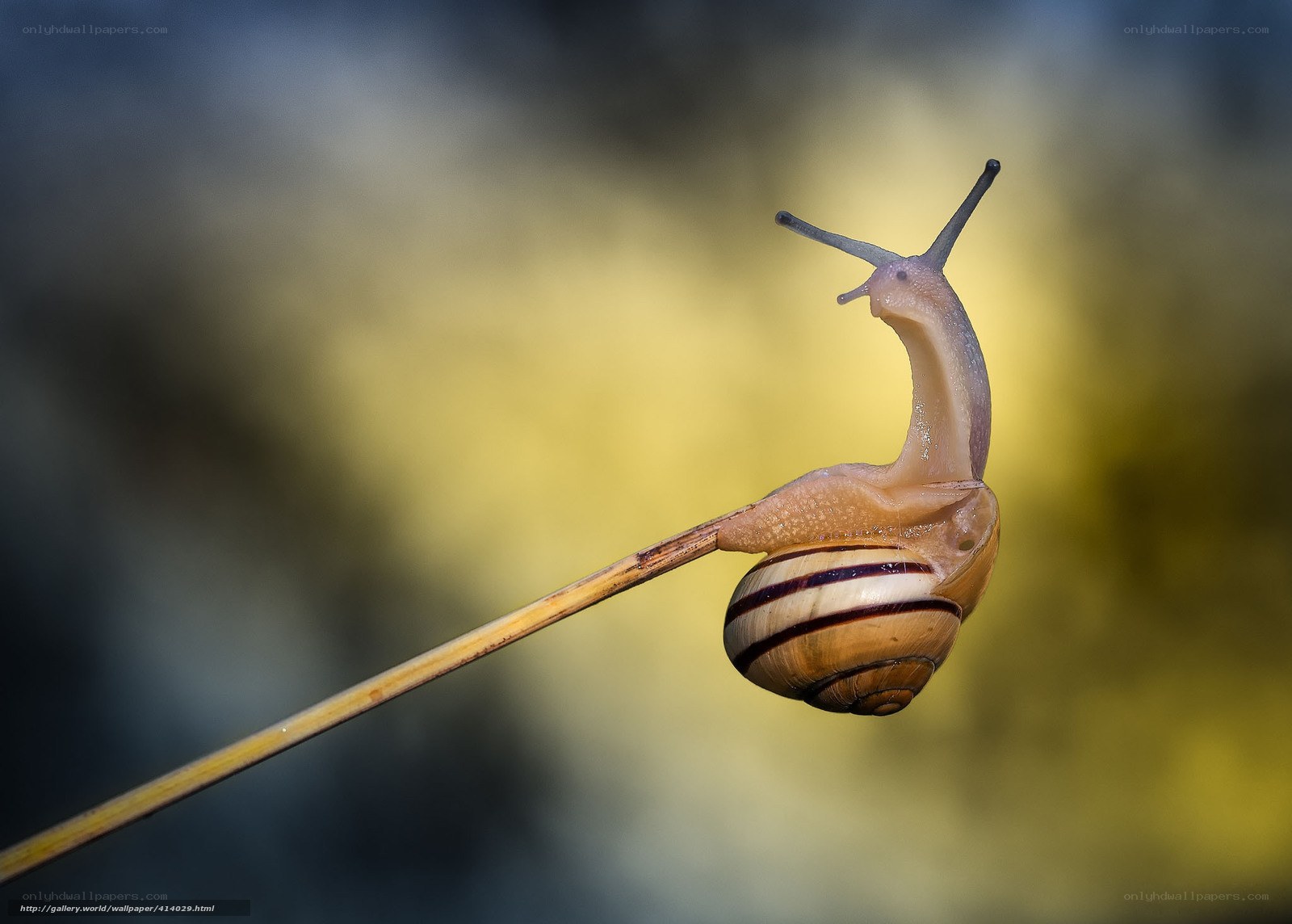 snail on a blade of grass