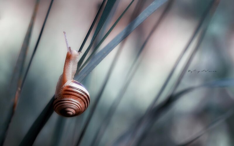 snail on a blade of grass