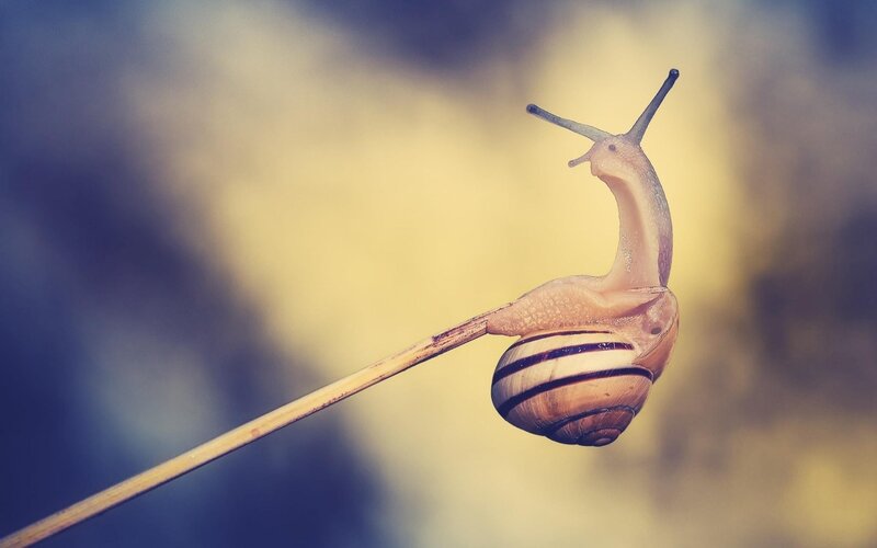 snail on a blade of grass