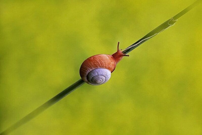 Snail on a Blade of Grass — Green