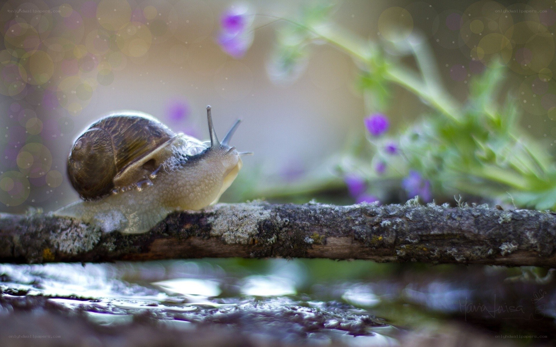 snail on a branch