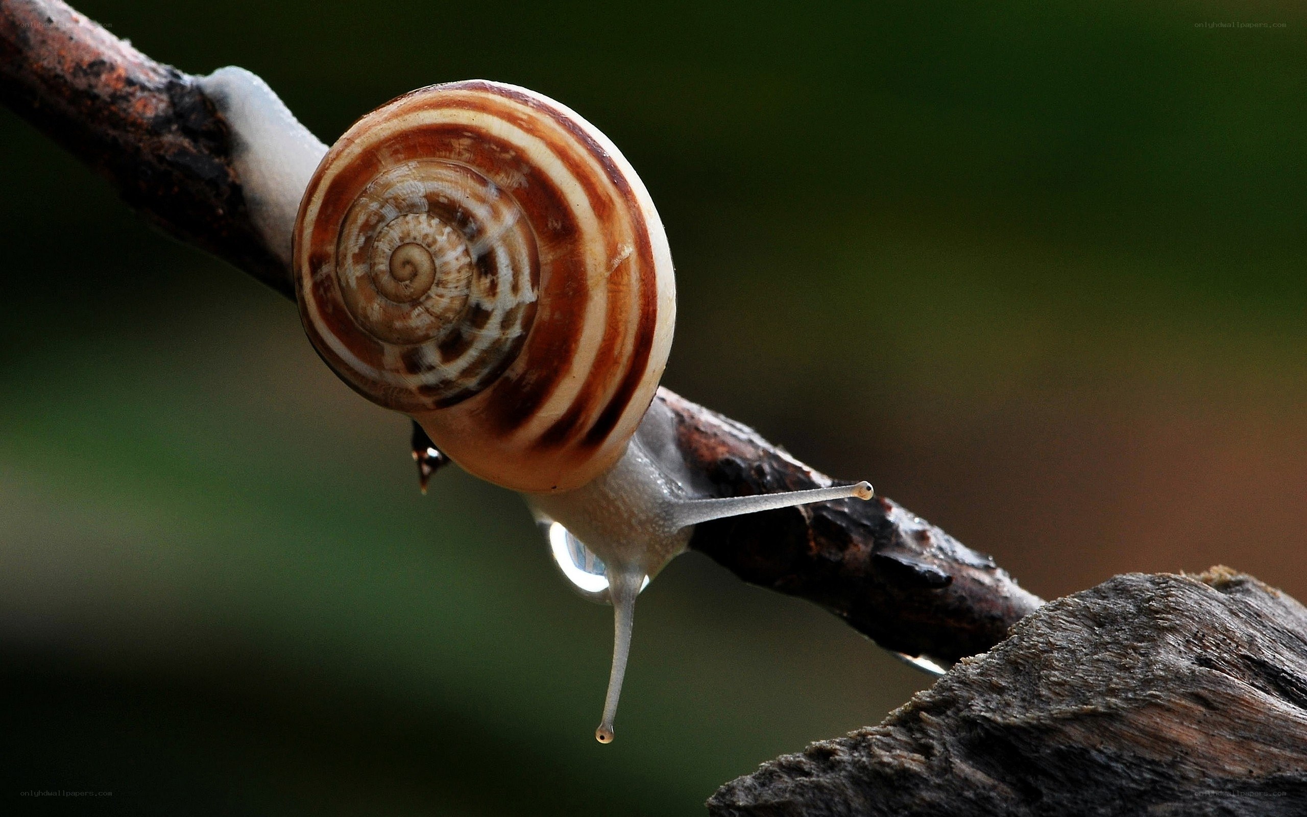 snail on a branch