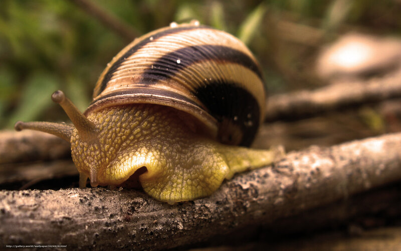 snail on a branch