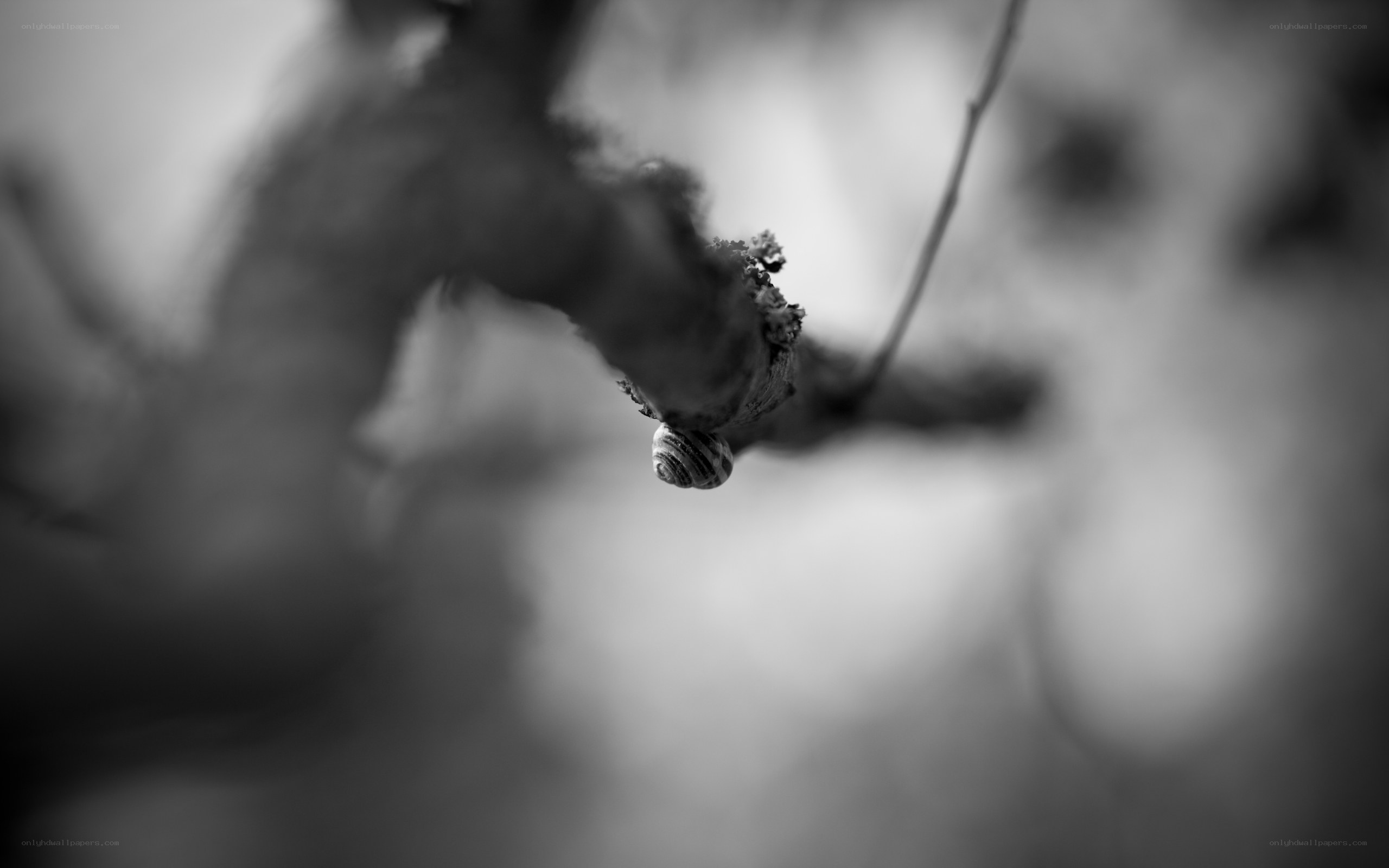 snail on a branch