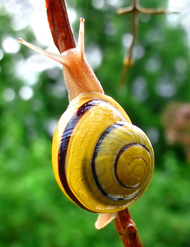snail on a branch