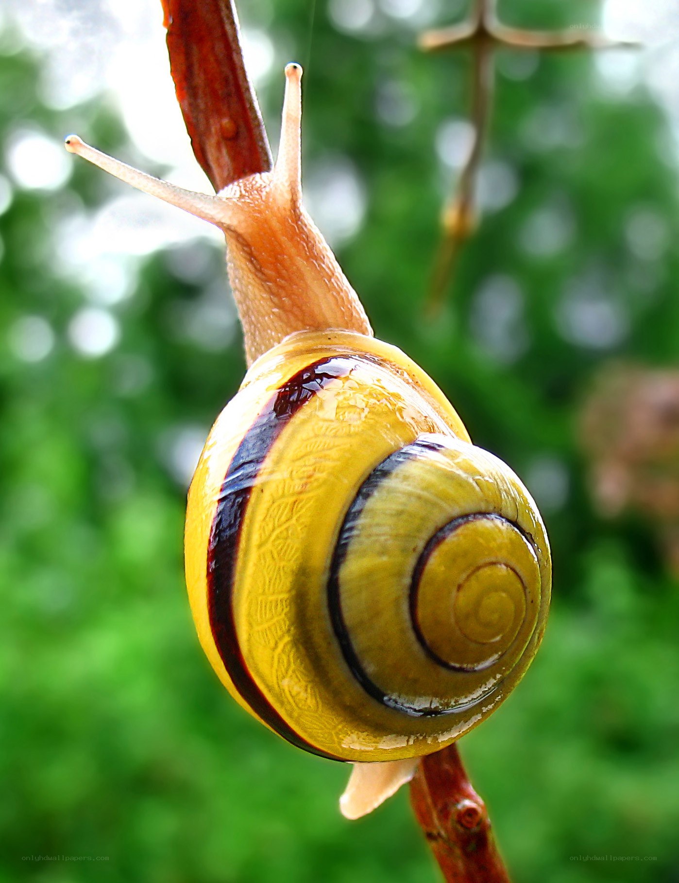 snail on a branch