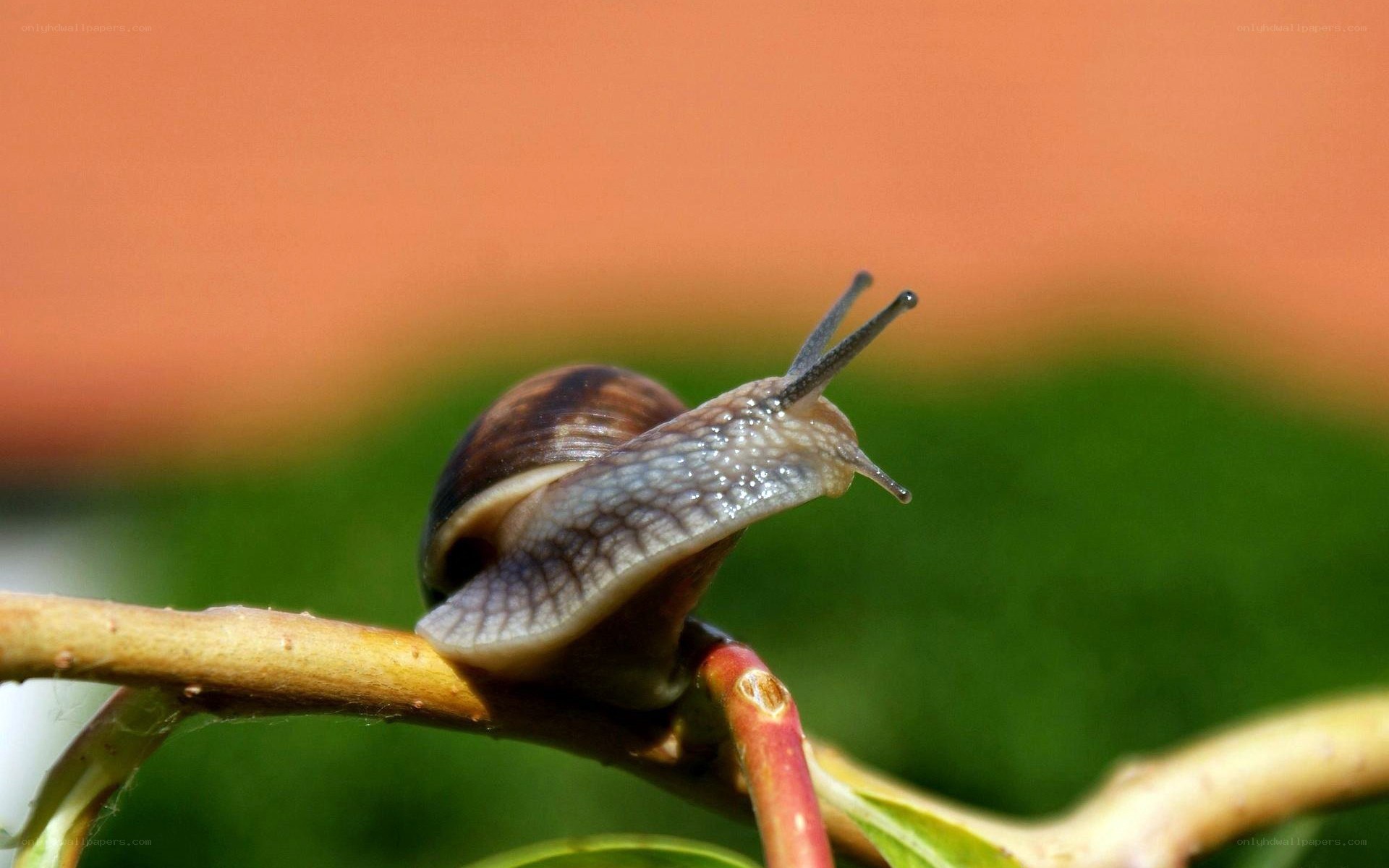snail on a branch