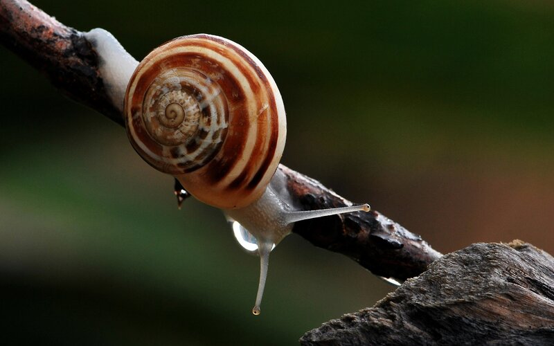Snail on a Branch — Brown, Serene