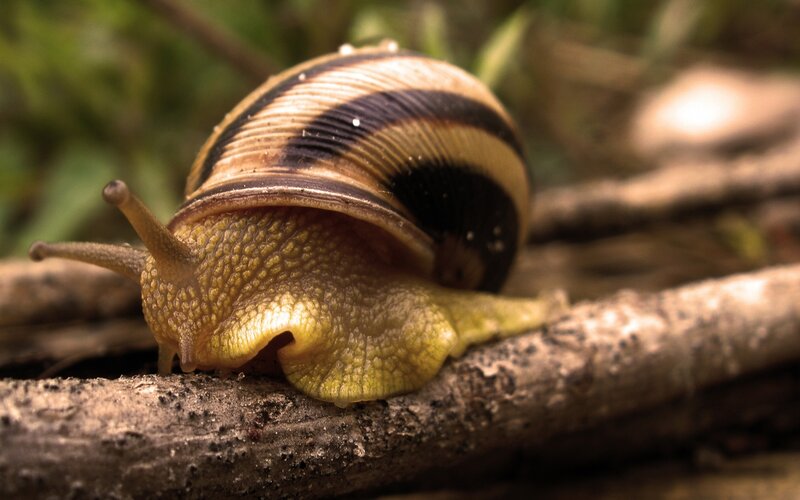 Snail on a Branch — Brown