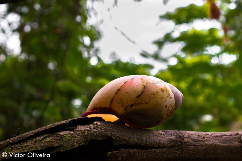 Snail on a Branch — Green, Natural