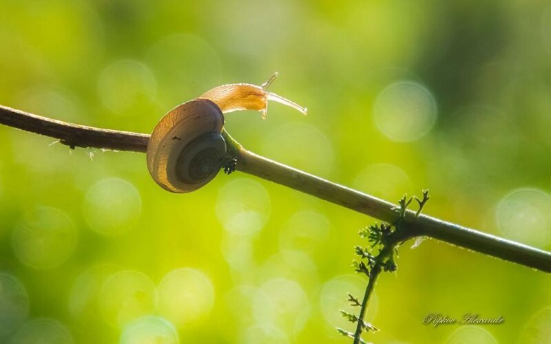 Snail on a Branch — Green