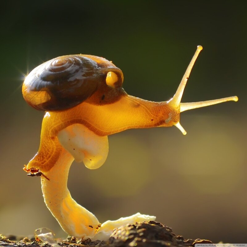 Snail on a Branch — Yellow