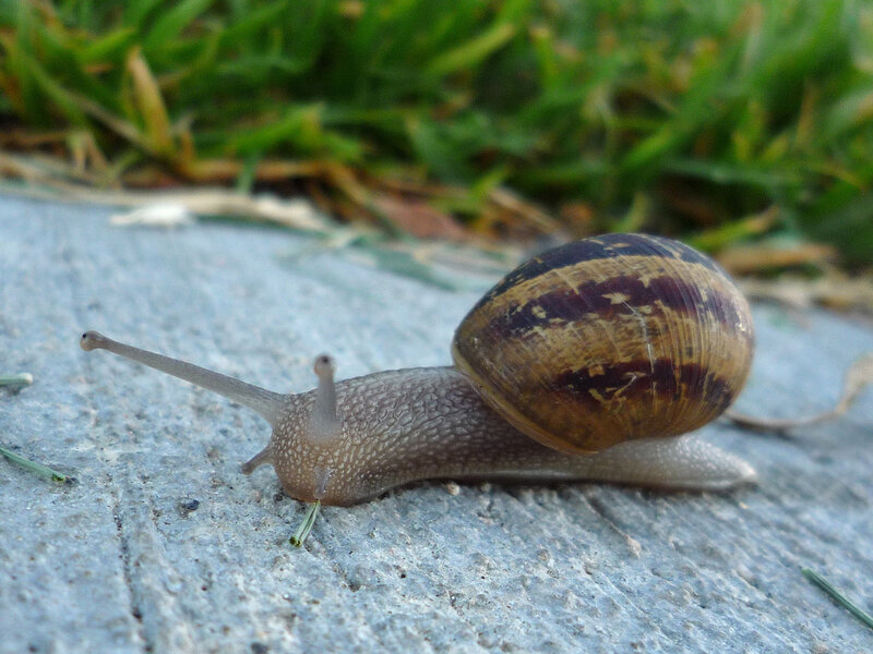 snail on a concrete path