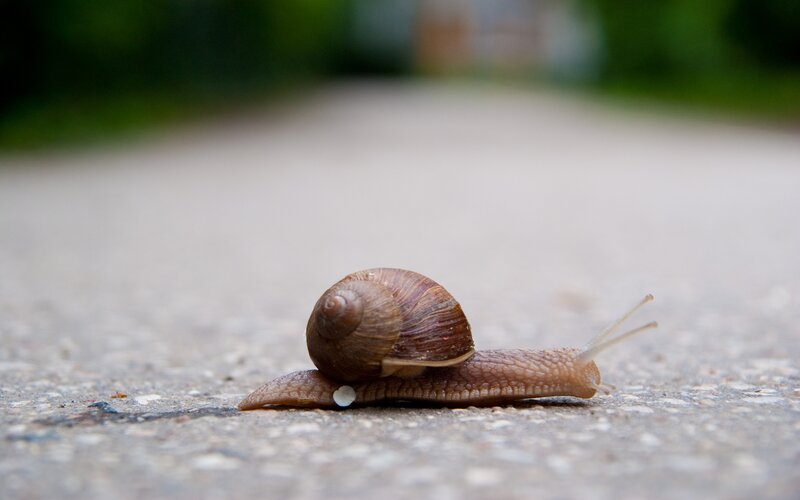 snail on a concrete path