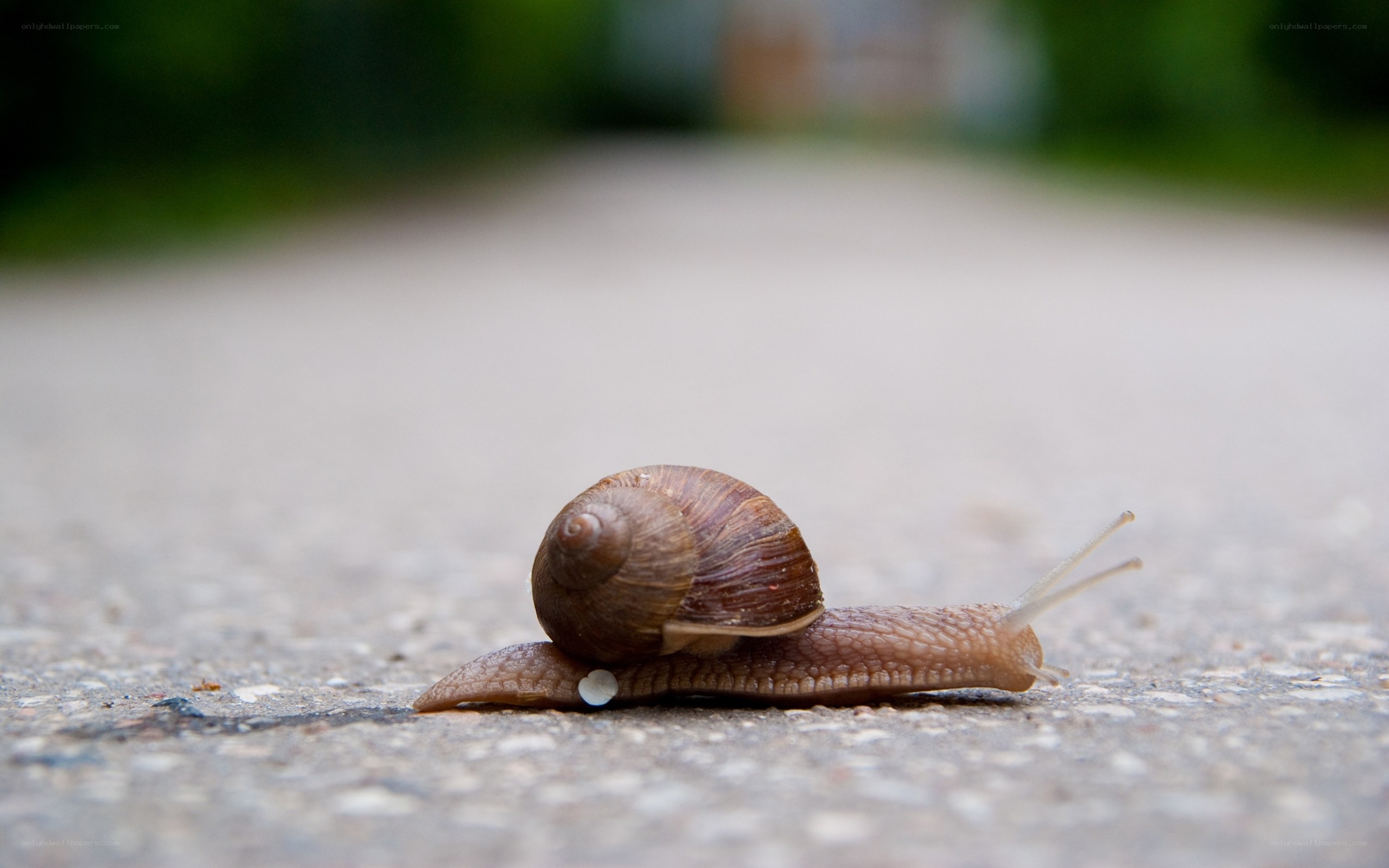snail on a concrete path