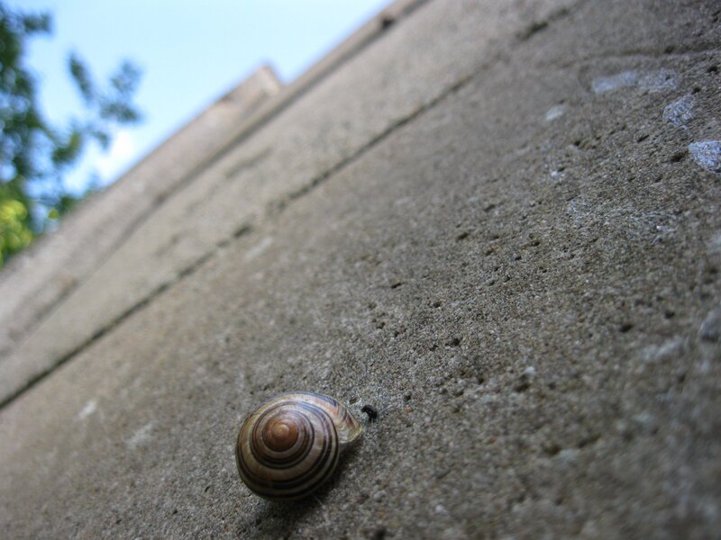 snail on a concrete wall