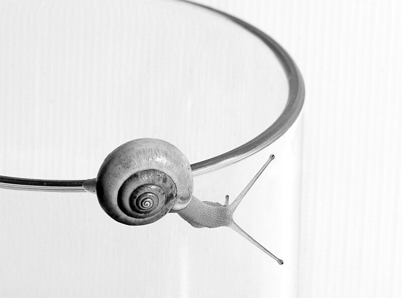 snail on a curved surface