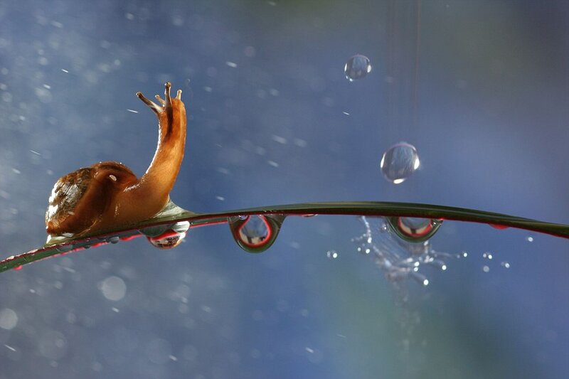 snail on a dew-covered leaf