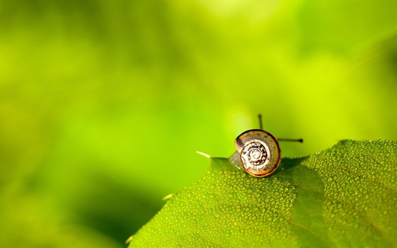 snail on a dewy leaf
