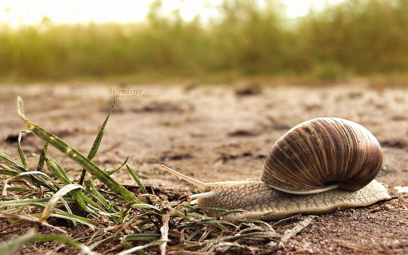 snail on a dirt path