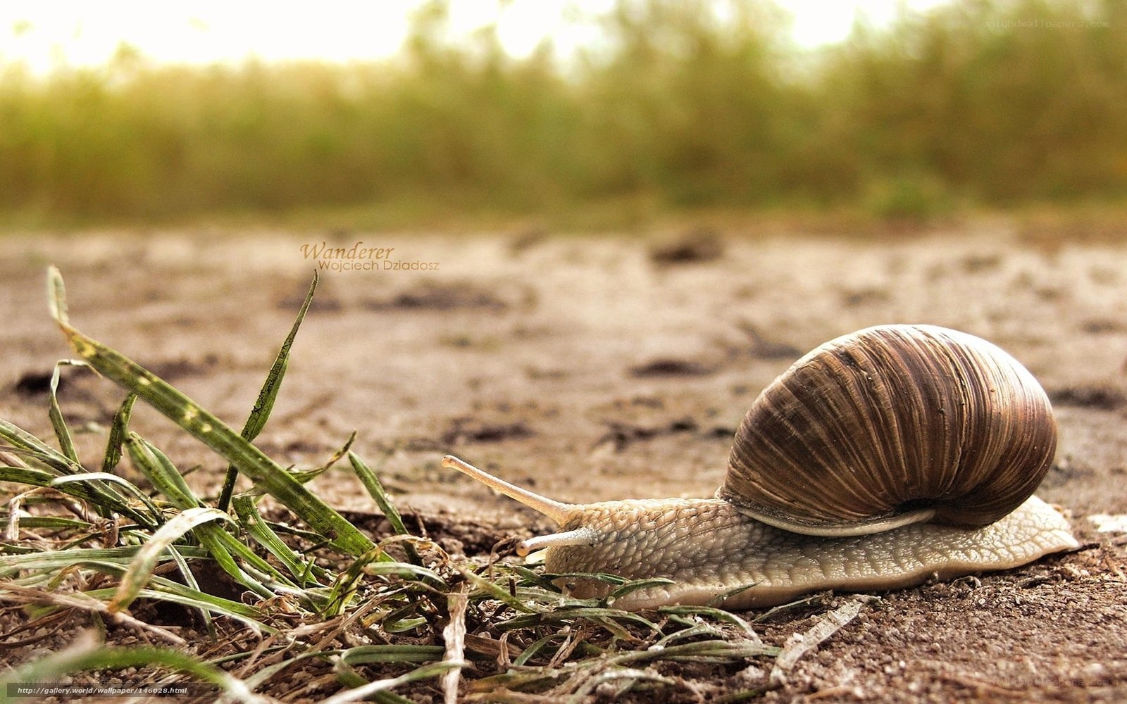 snail on a dirt path