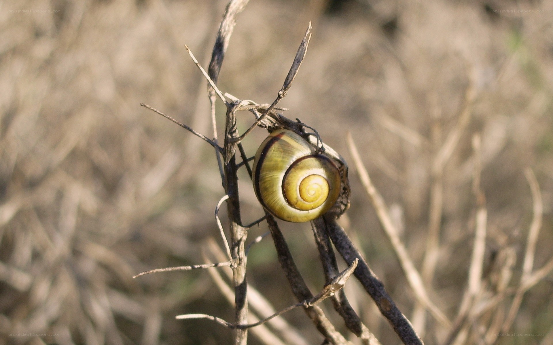 snail on a dry branch