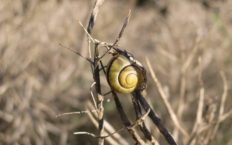 snail on a dry branch