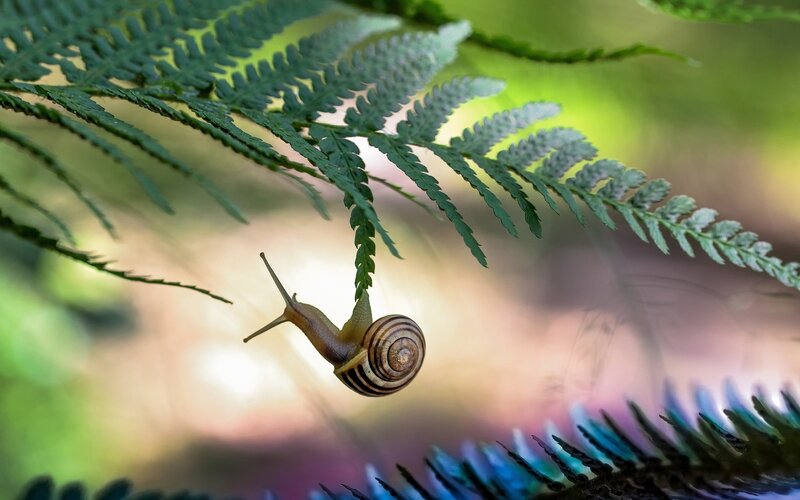 snail on a fern leaf