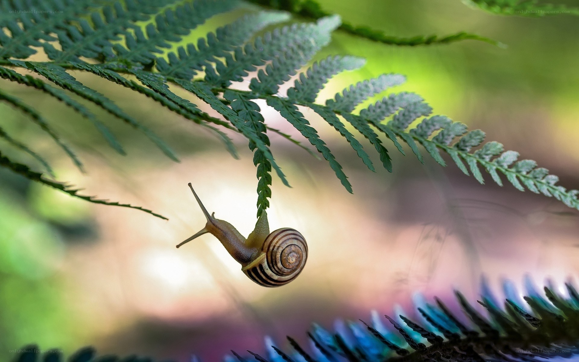 snail on a fern leaf