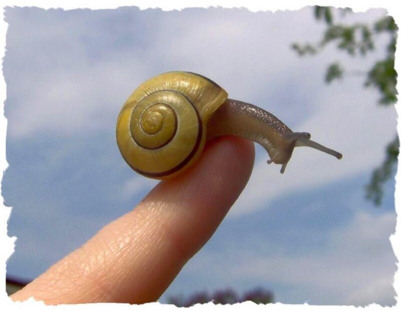 Snail on a Finger