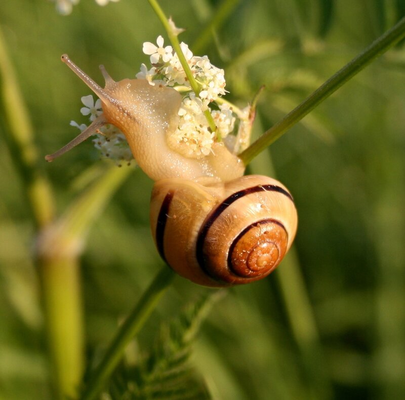 snail on a flower