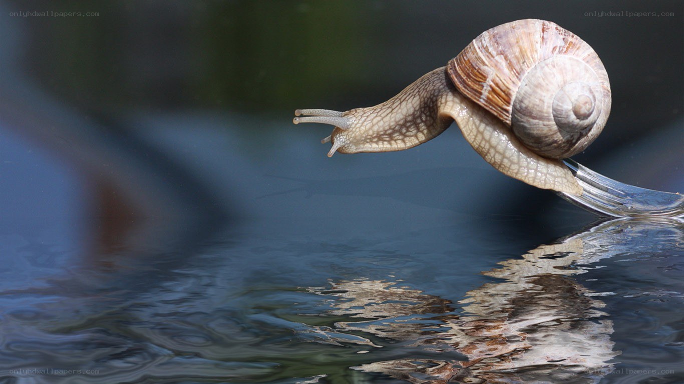 snail on a fork over water