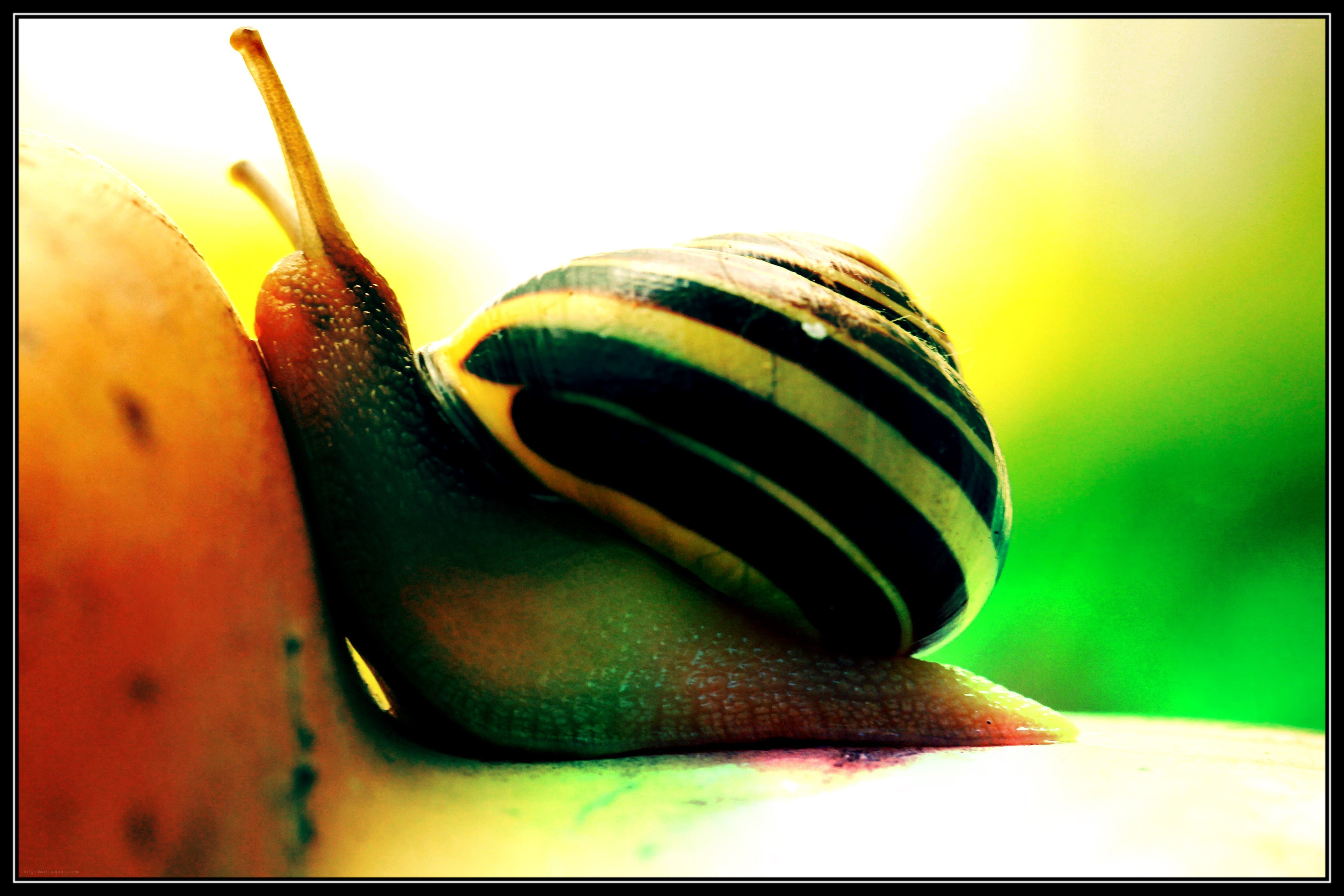 snail on a fruit