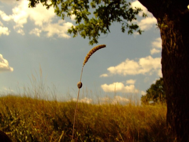 snail on a grass stem