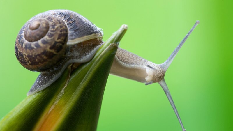 snail on a green leaf