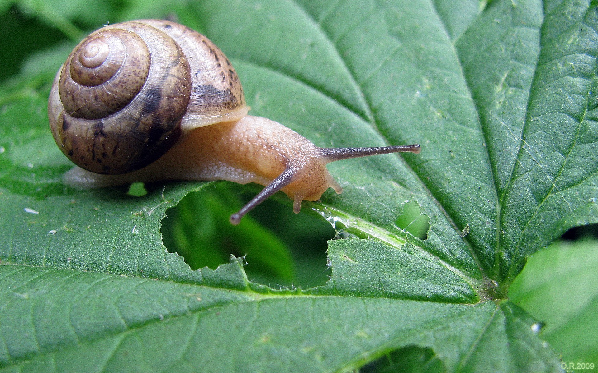 snail on a green leaf