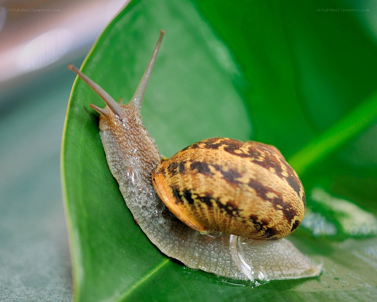snail on a green leaf