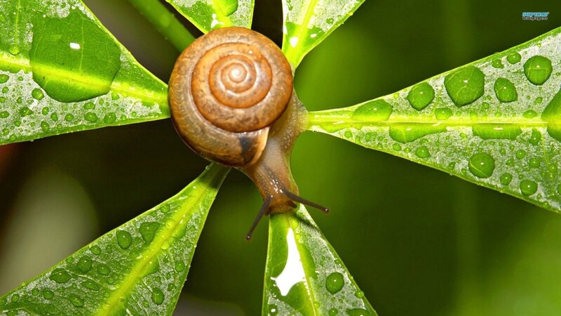 snail on a green leaf