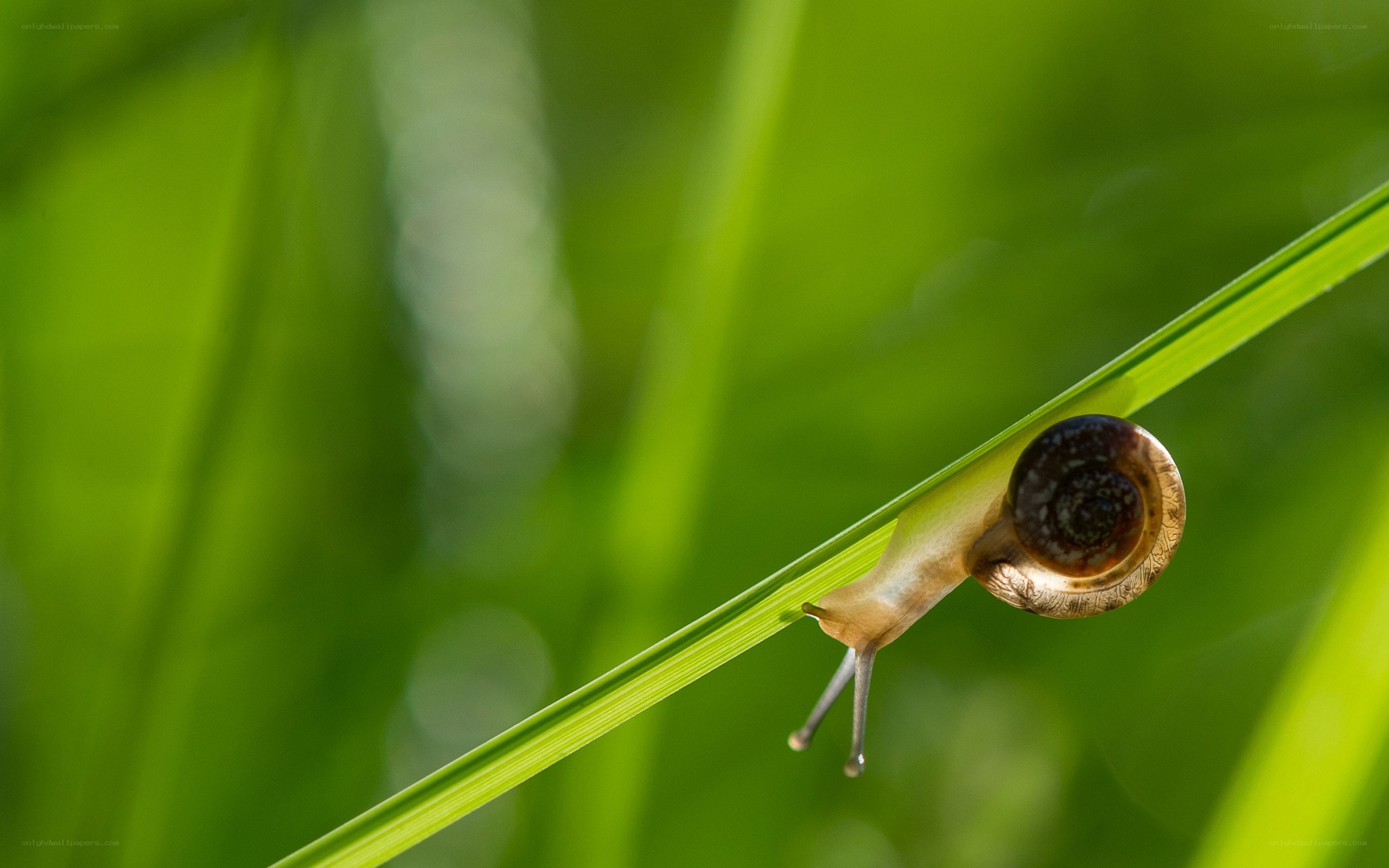 snail on a green leaf