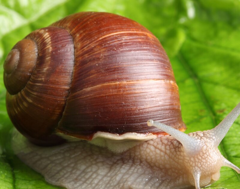 snail on a green leaf