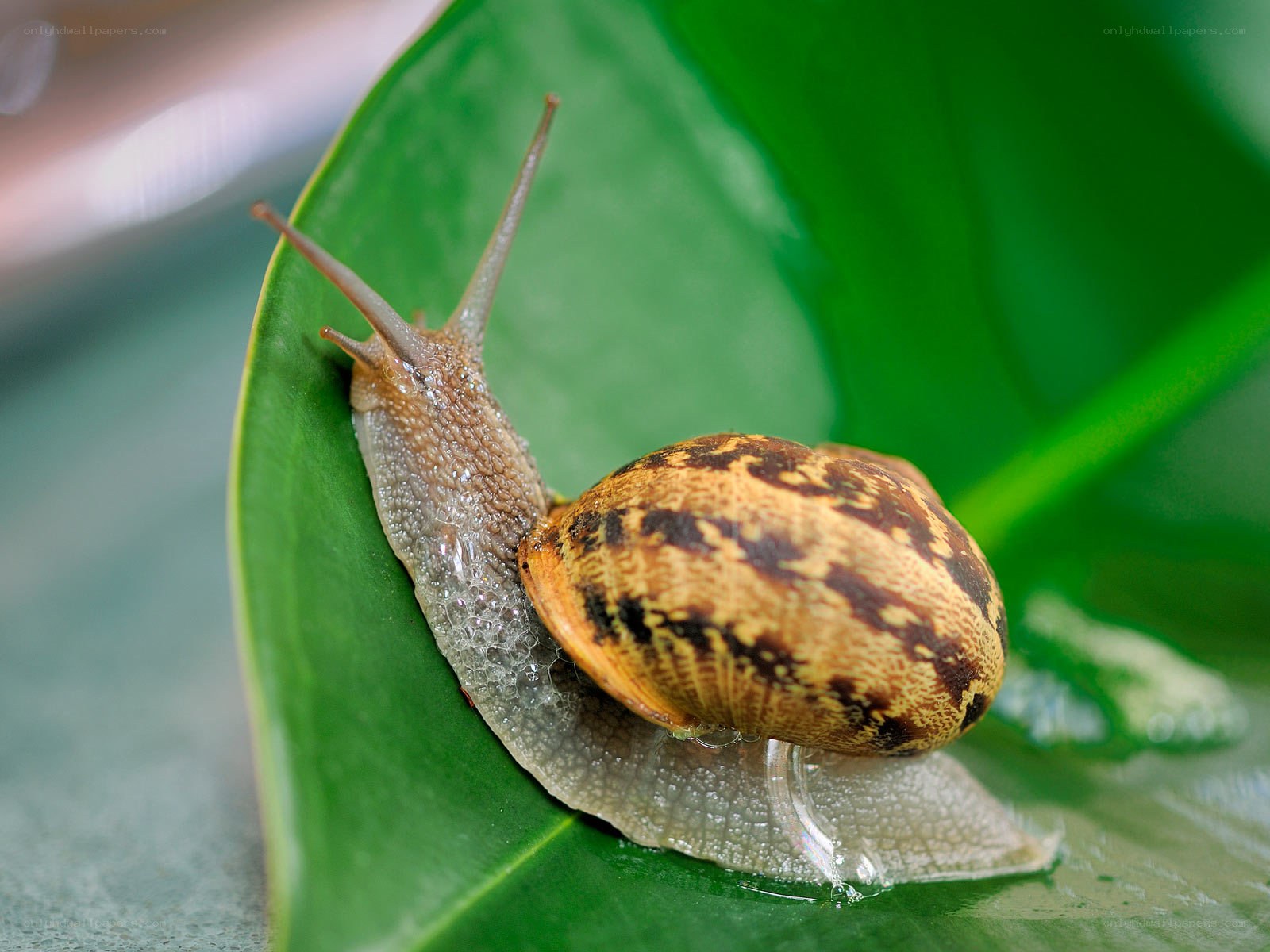 snail on a green leaf