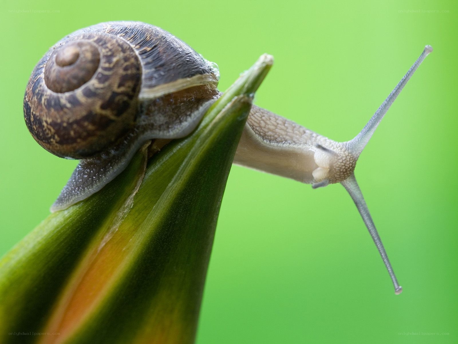 snail on a green leaf
