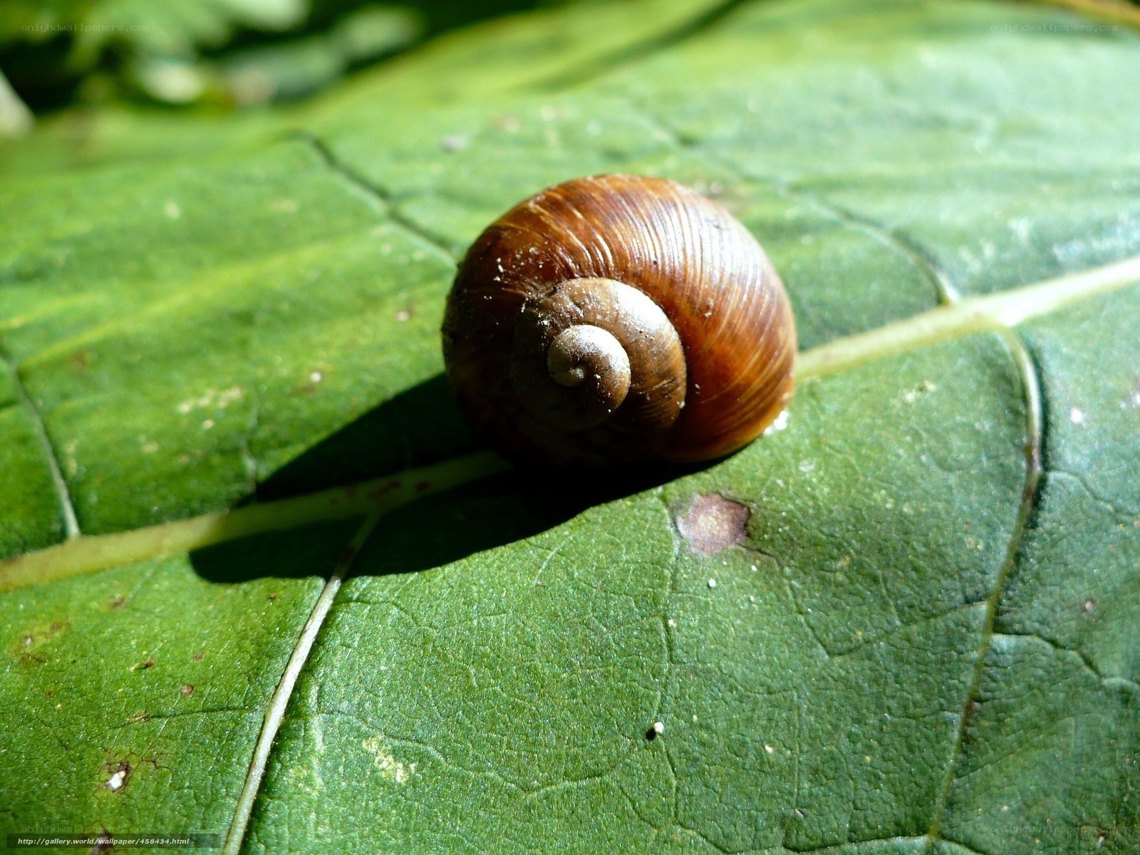snail on a green leaf