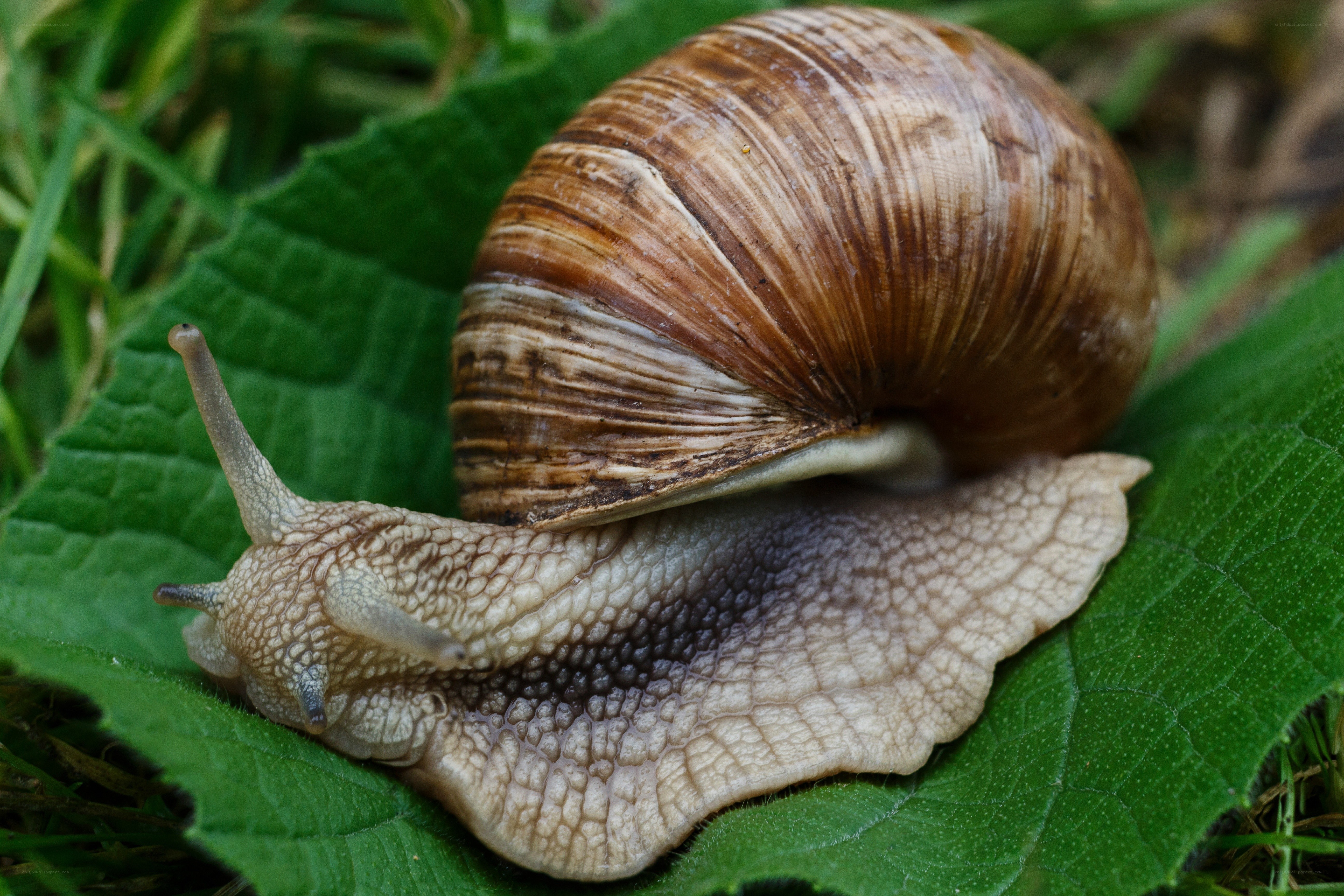 snail on a green leaf