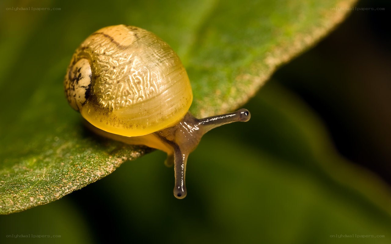 snail on a green leaf