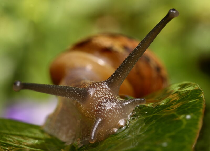 snail on a green leaf