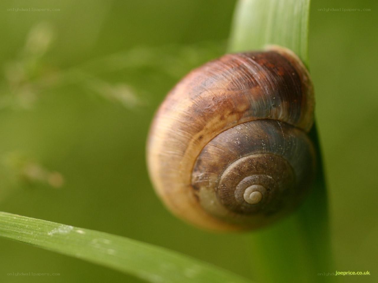 snail on a green leaf