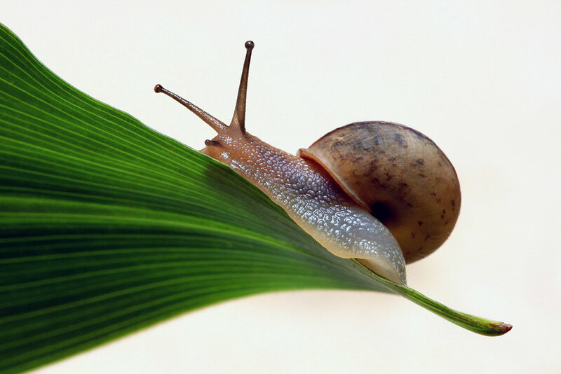 snail on a green leaf