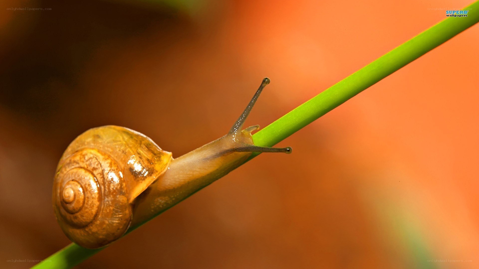 snail on a green stem